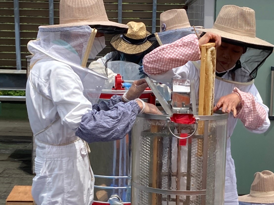 みつばちに寄り添いながら、養蜂に励む「はちみつプロジェクト」参加者たち。