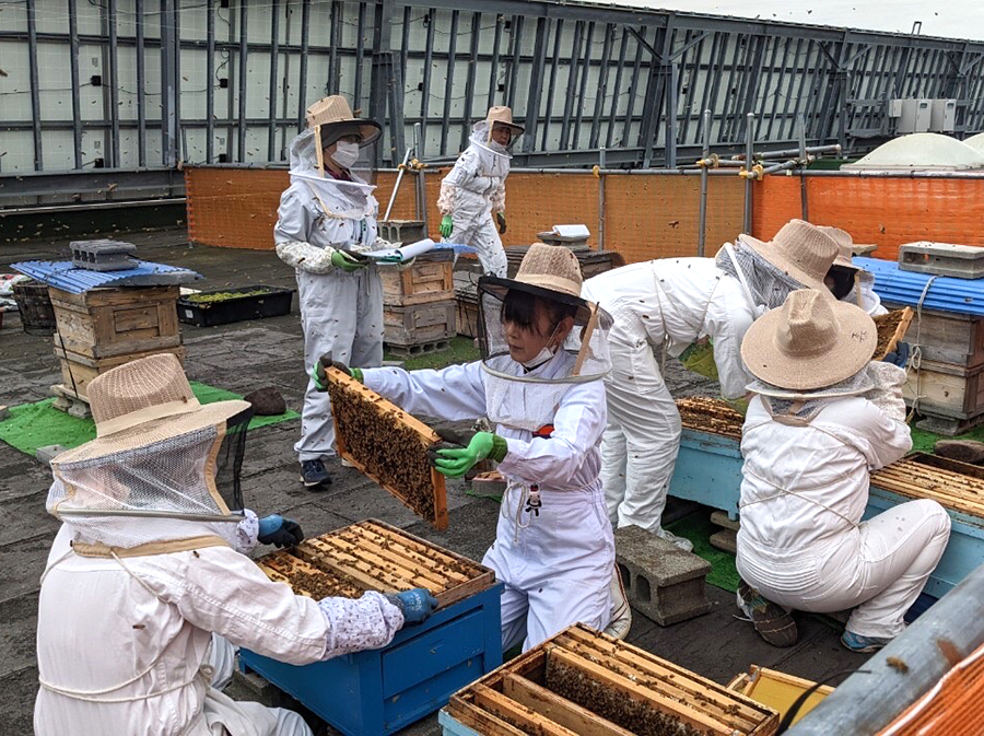 富谷市役所の本庁舎屋上が養蜂拠点に。毎年参加する市民の手際も、もはやプロ顔負け。